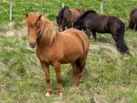 Islandpferde grasen an der Straße zum Hvítserkur